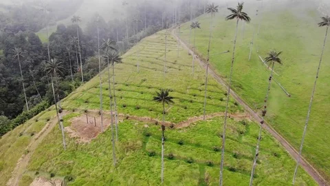 Cocora Valley Colombia Stock Footage 123081900