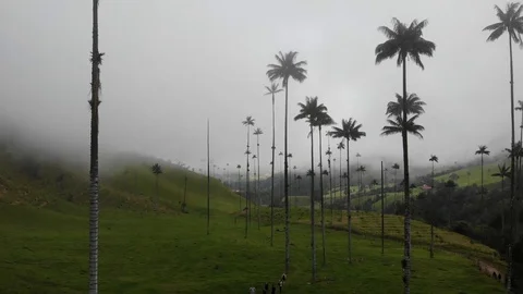 Cocora Valley Colombia Stock Footage 123081904