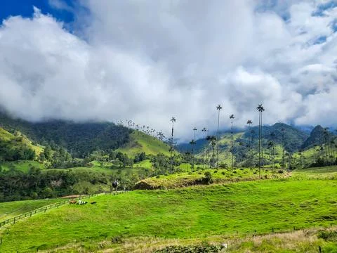 Cocora valley exploring unique wax palm landscape Fotos Stock