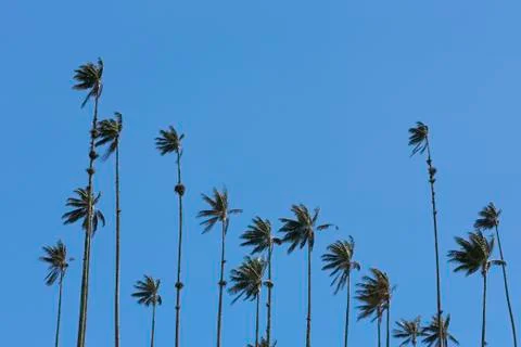Cocora valley with giant wax palms  near Salento, Colombia Stock Photos