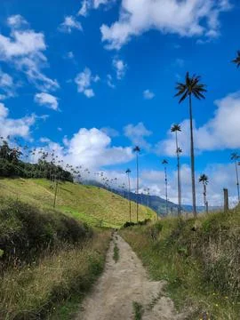 Cocora valley landscape featuring towering wax palms Stockfoto's