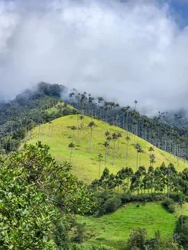 Cocora valley landscape featuring towering wax palms Stock Photos