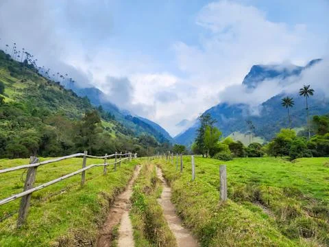 Cocora valley path leading through green landscape Fotos Stock