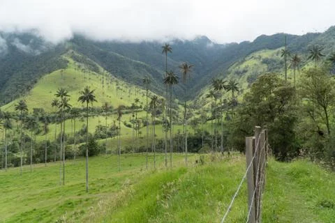 Cocora Valley Stock Photos
