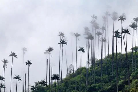 Cocora Valley Stock Photos