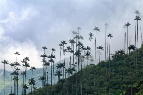 Cocora Valley Stock Photos