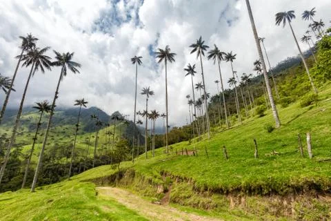 Cocora Valley Stock Photos