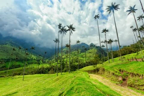 Cocora Valley Stock Photos