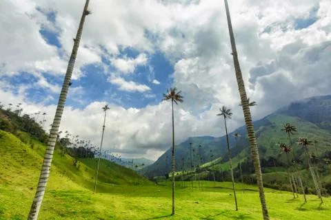 Cocora Valley Stock Photos