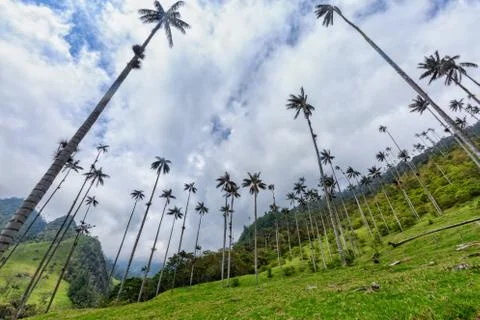 Cocora Valley Stock Photos