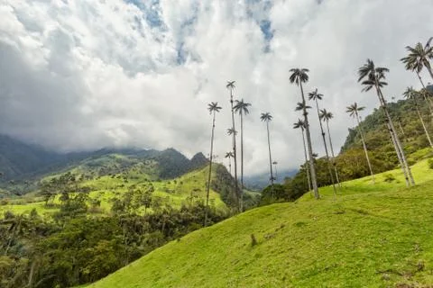 Cocora Valley Stock Photos