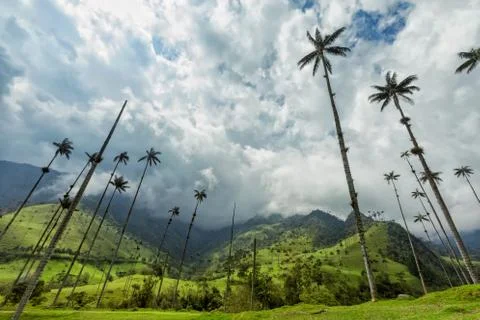 Cocora Valley Stock Photos