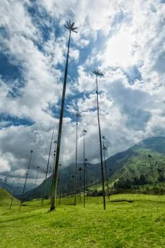 Cocora Valley Stock Photos