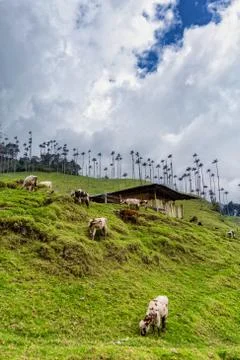 Cocora Valley Stock Photos