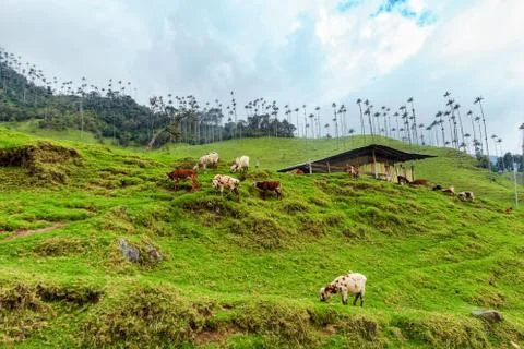 Cocora Valley Stock Photos