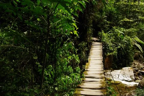 Cocora valley Stock Photos