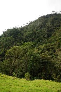 Cocora valley Stock Photos