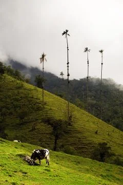 Cocora valley Foto stock