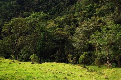 Cocora valley Stock Photos