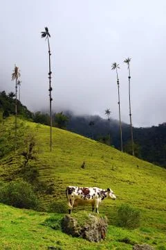 Cocora valley Foto stock