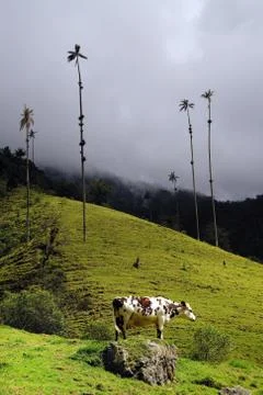 Cocora valley Stock Photos