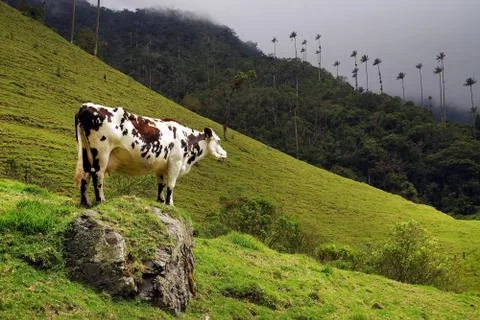 Cocora valley Foto stock
