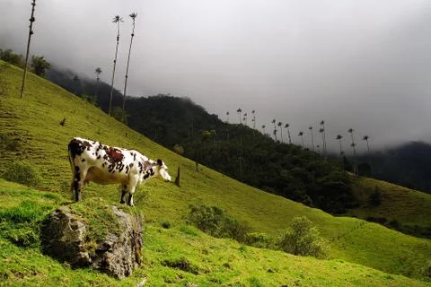Cocora valley Stock Photos