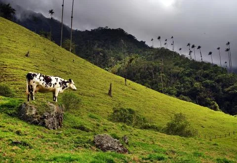 Cocora valley Stock Photos