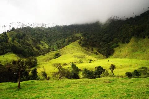 Cocora valley Stock Photos