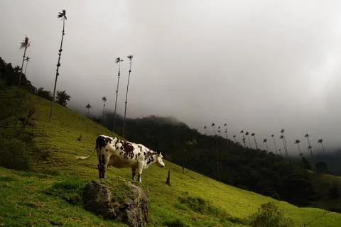 Cocora valley Stock Photos