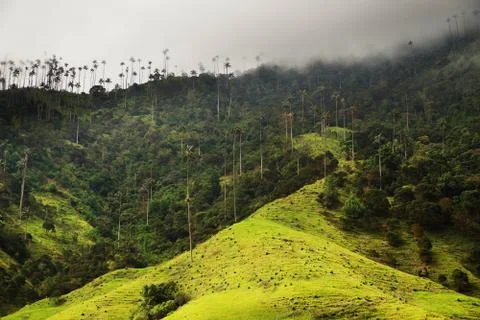 Cocora valley Stock Photos