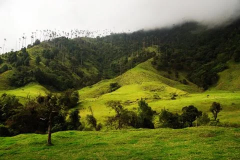 Cocora valley Stock Photos