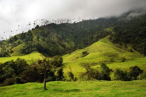 Cocora valley Stock Photos