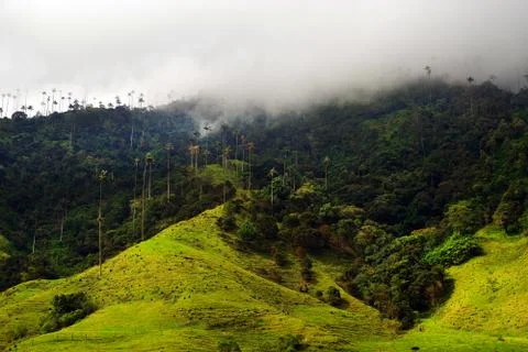 Cocora valley Stock Photos