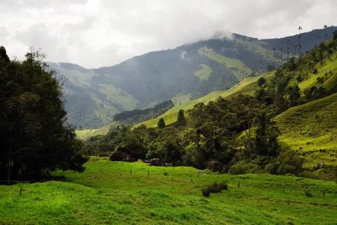Cocora valley Foto stock