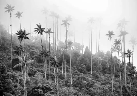 Cocora valley Stock Photos