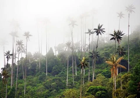 Cocora valley Stock Photos