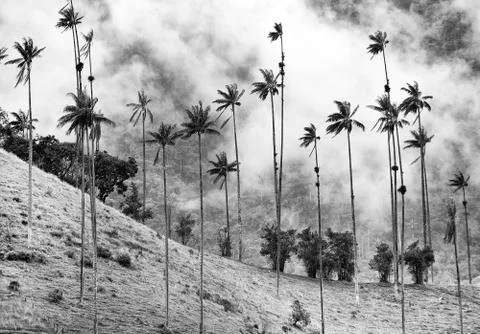 Cocora valley Stock Photos