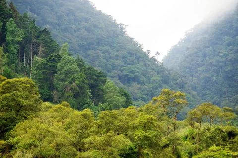 Cocora valley Stock Photos