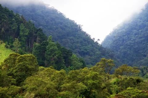 Cocora valley Stock Photos