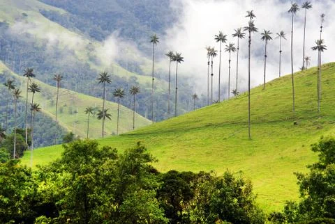 Cocora valley Stock Photos