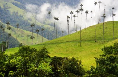 Cocora valley Foto stock