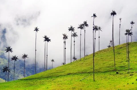 Cocora valley Stock Photos