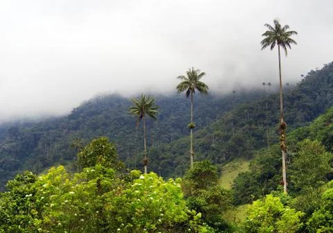 Cocora valley Stock Photos