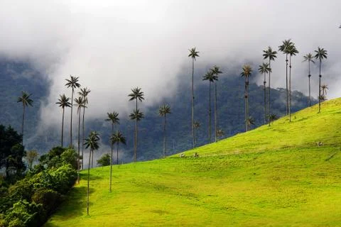 Cocora valley Stock Photos