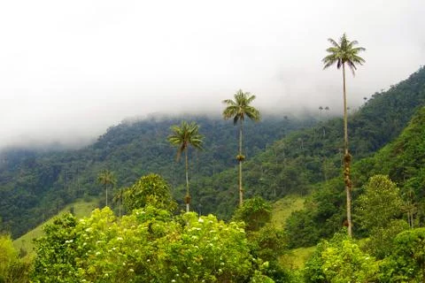 Cocora valley Stock Photos