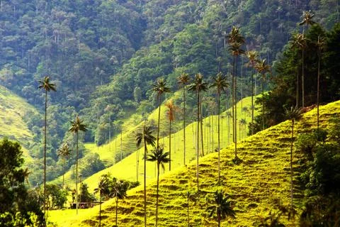 Cocora valley Stock Photos