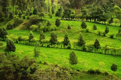 Cocora valley Stock Photos
