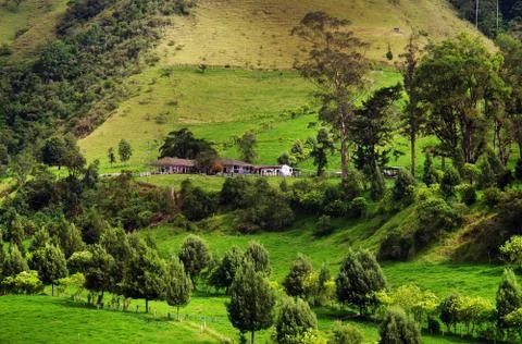 Cocora valley Stock Photos