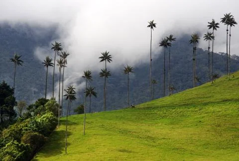 Cocora valley Stock Photos